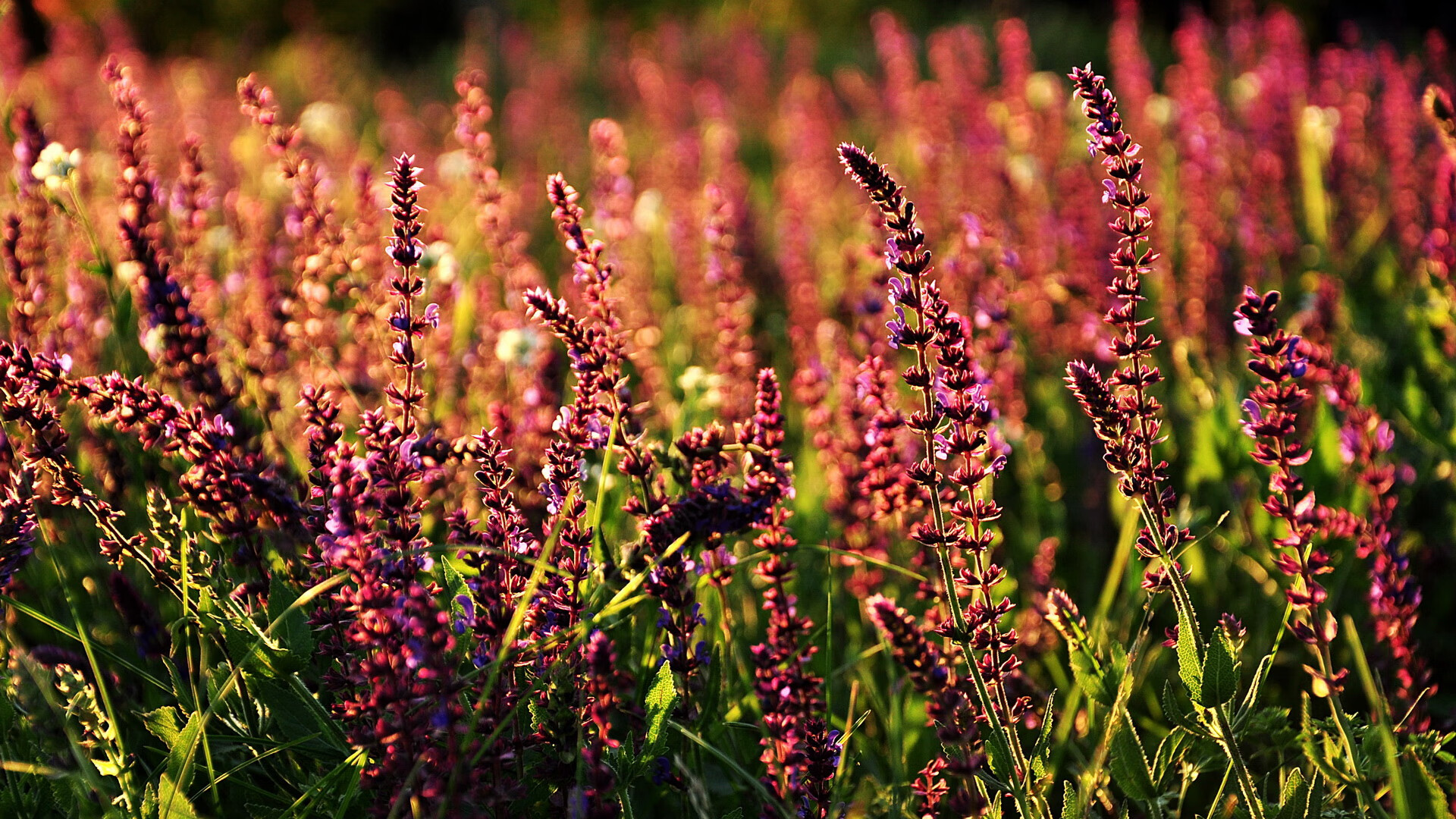 APP下载 LY Sports-德甲攻防赛：攻势如火，防线坚韧不拔，德甲对抗