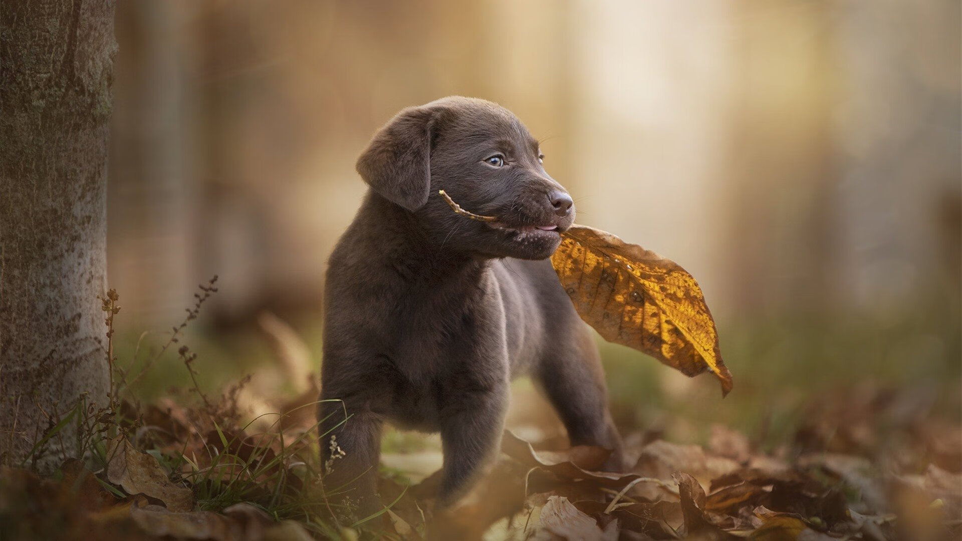 乐鱼电竞-恩多耶-布鲁阿尔赛后感谢团队支持,恩布里奥百度百科