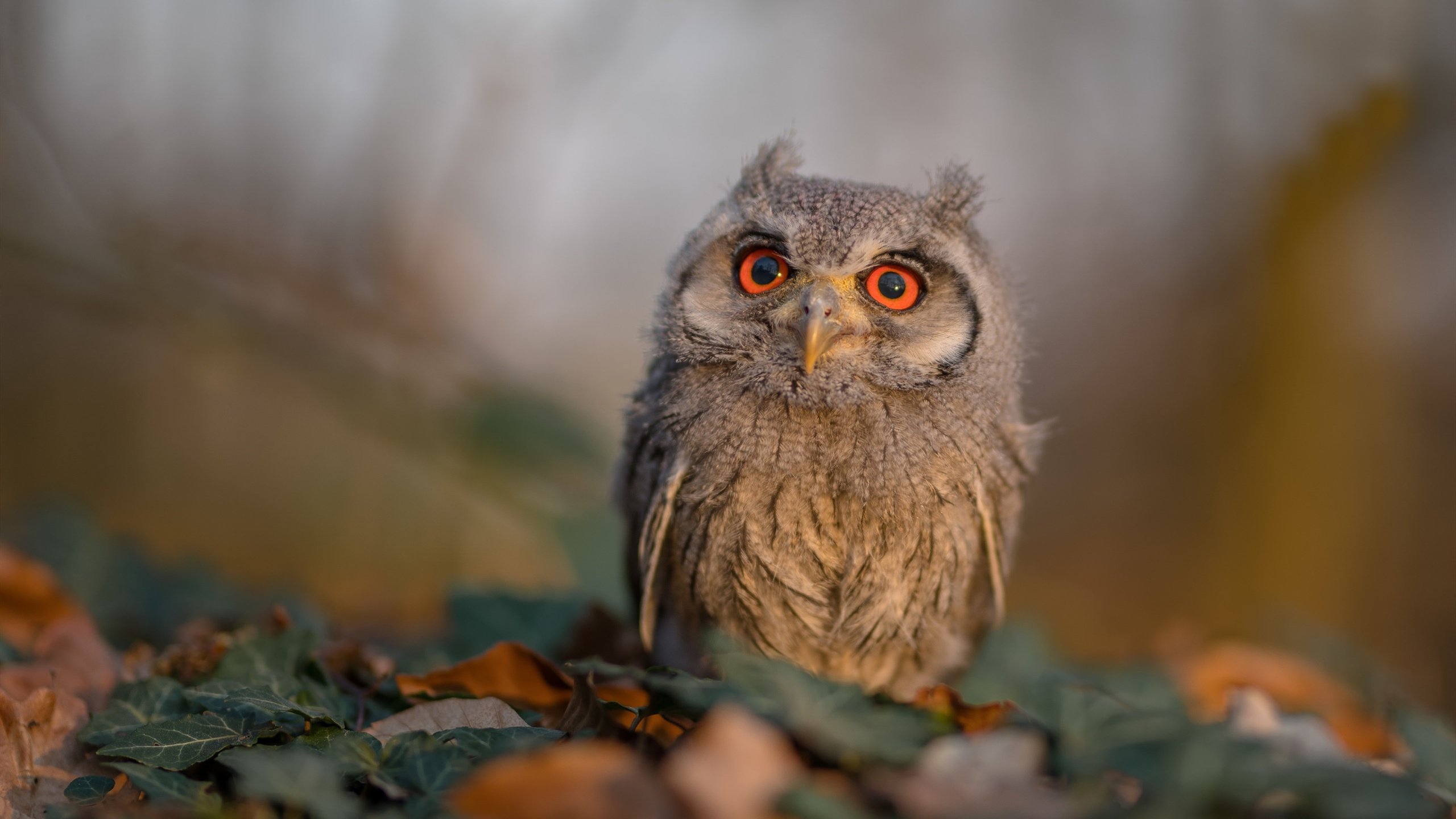 leyu乐鱼官网登录入口-英超激情保级战:拼搏到底,永不言弃,英超 保级