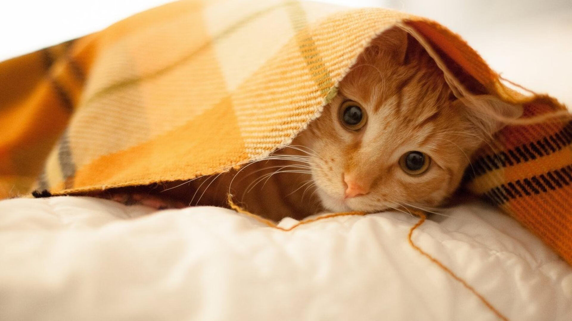 leyu乐鱼在线登录入口-荷兰队在欧洲预赛中展现强大实力,荣誉在望