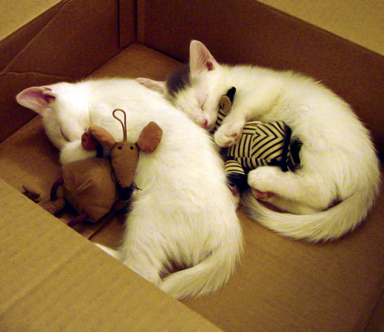 Leyu Sport下载-中国足球训练体系现代化改革探索,中国足球青训改革